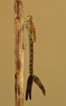 Lestes vidua, nymph